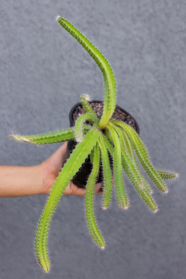 Dog Tail Cactus – Selenicereus testudo Rooted Plant in 4" Pot, Easy Hanging Succulent with Trailing Stems