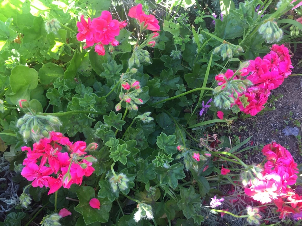 Hot Pink Ivy Geranium Cuttings – 6 Live Pelargonium Peltatum Starter Cuttings, 6 Inch Plants for Planting