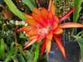 Epiphyllum Flaming Passion Cuttings 8–10 Inch Unrooted Orchid Cactus