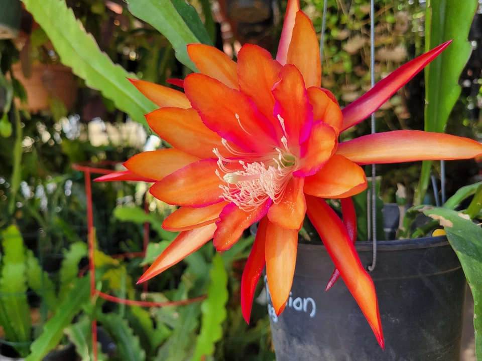 Epiphyllum Flaming Passion Cuttings 8–10 Inch Unrooted Orchid Cactus