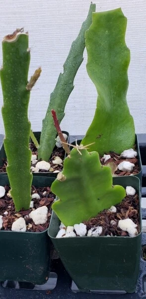 Epiphyllum ‘Golden Pearl’ Rooted Cutting – Rare Orchid Cactus Start, Yellow Bloom Hybrid, Easy Houseplant for Hanging Pots