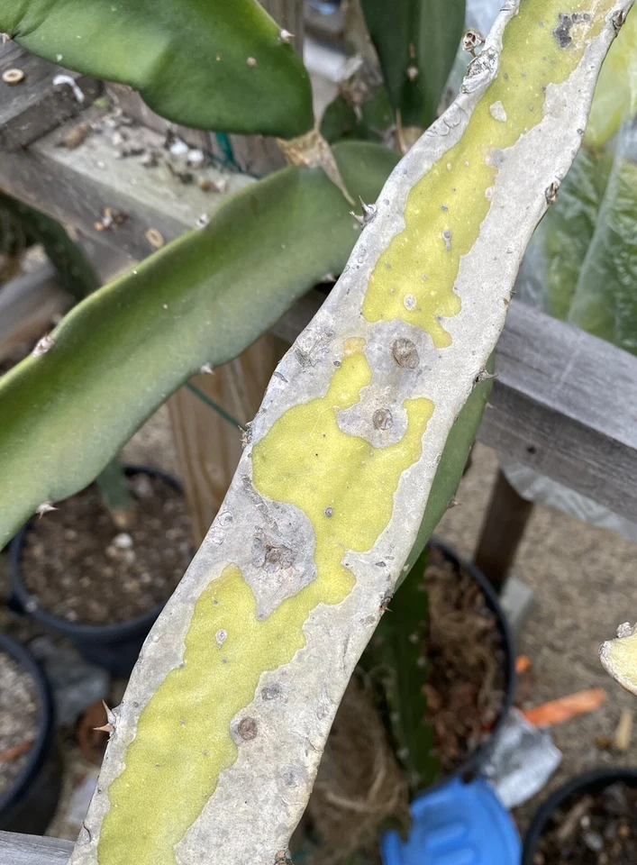 Frankie’s Red Dragon Fruit Cuttings – 2 Mature 1-Ft Pitaya Cactus Cuttings for Planting and Propagation