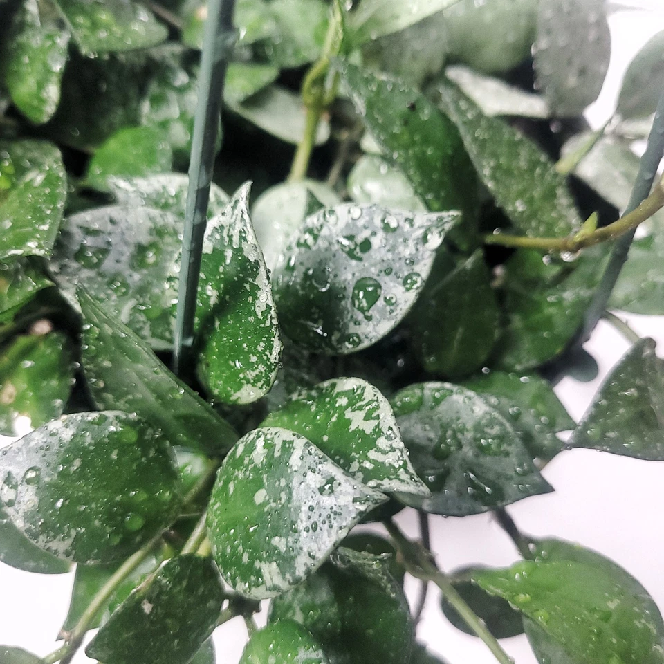 Hoya Krohniana Eskimo Live House Plant – Silver Variegated Vine, 6 Inch Potted Indoor Plant
