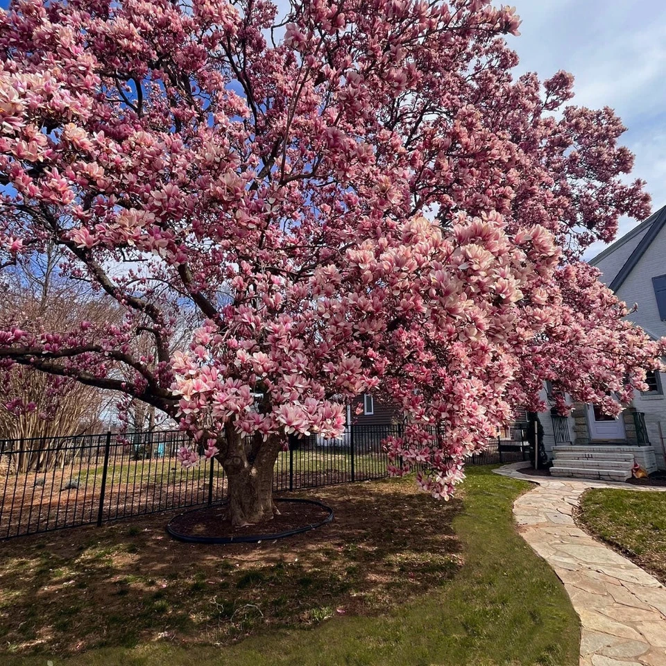 Saucer Pink Magnolia Cuttings – 10 Unrooted Magnolia Soulangeana Cuttings, Flowering Tree for Propagation
