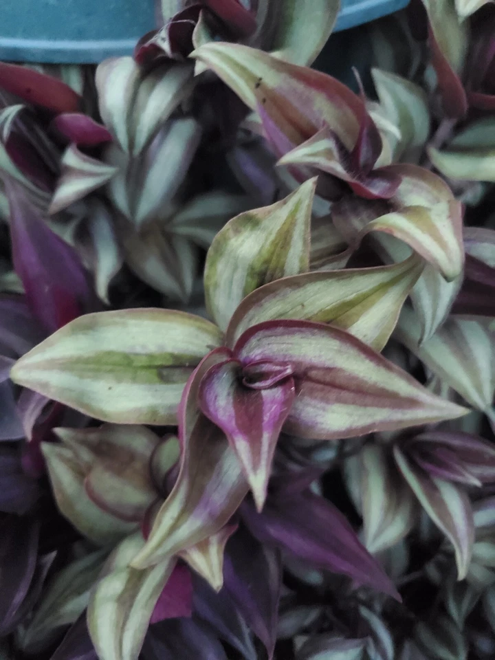 Tradescantia Zebrina Plant Cuttings – 10 Live Wandering Jew Cuttings, Purple Green Trailing Houseplant
