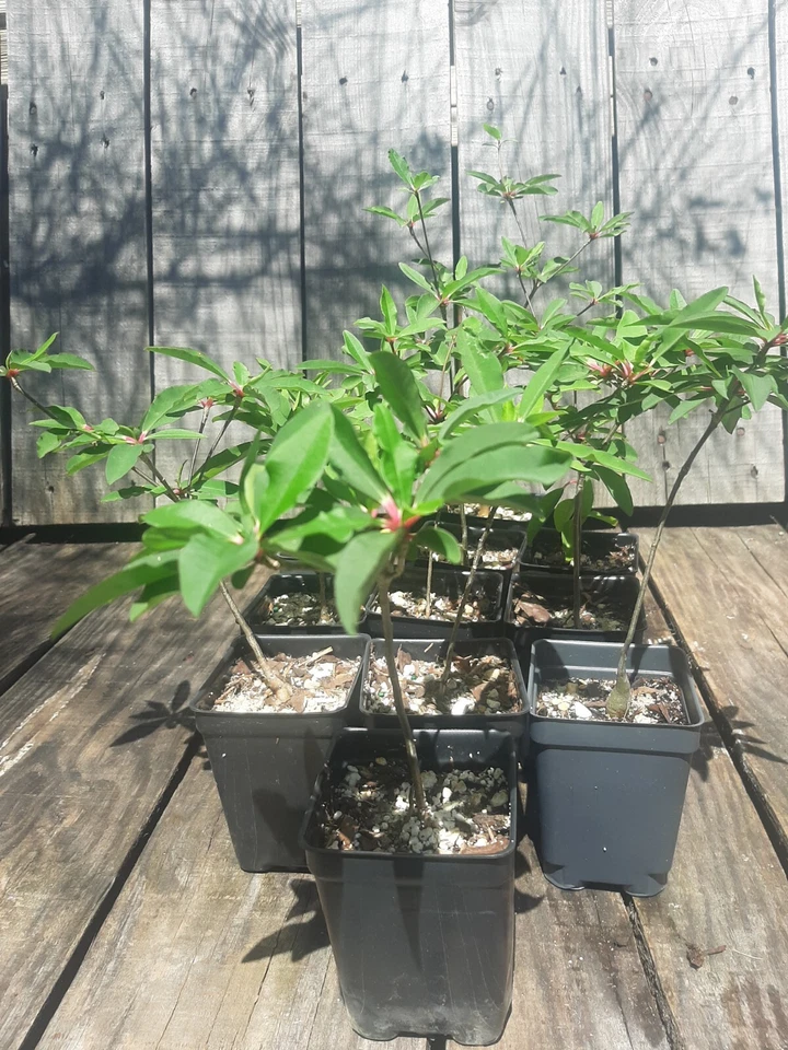 Euphorbia mahabokensis Live Plant – Seed Grown Ornamental Succulent Starter
