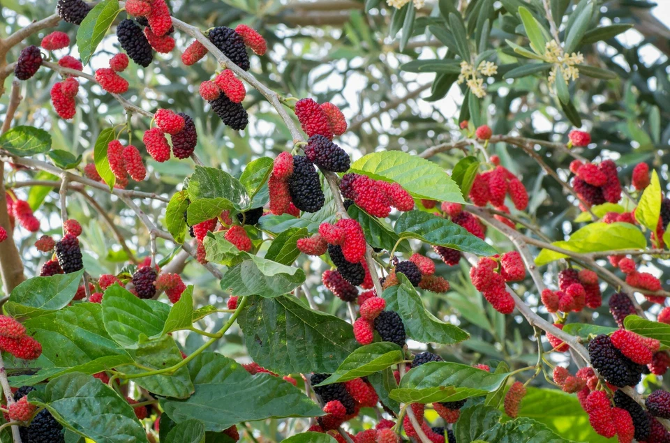 Red Mulberry Tree Cuttings – 12 Unrooted Stems, Morus rubra, Easy-to-Root Fruit Tree Cuttings for Growing Your Own Mulberry Tree