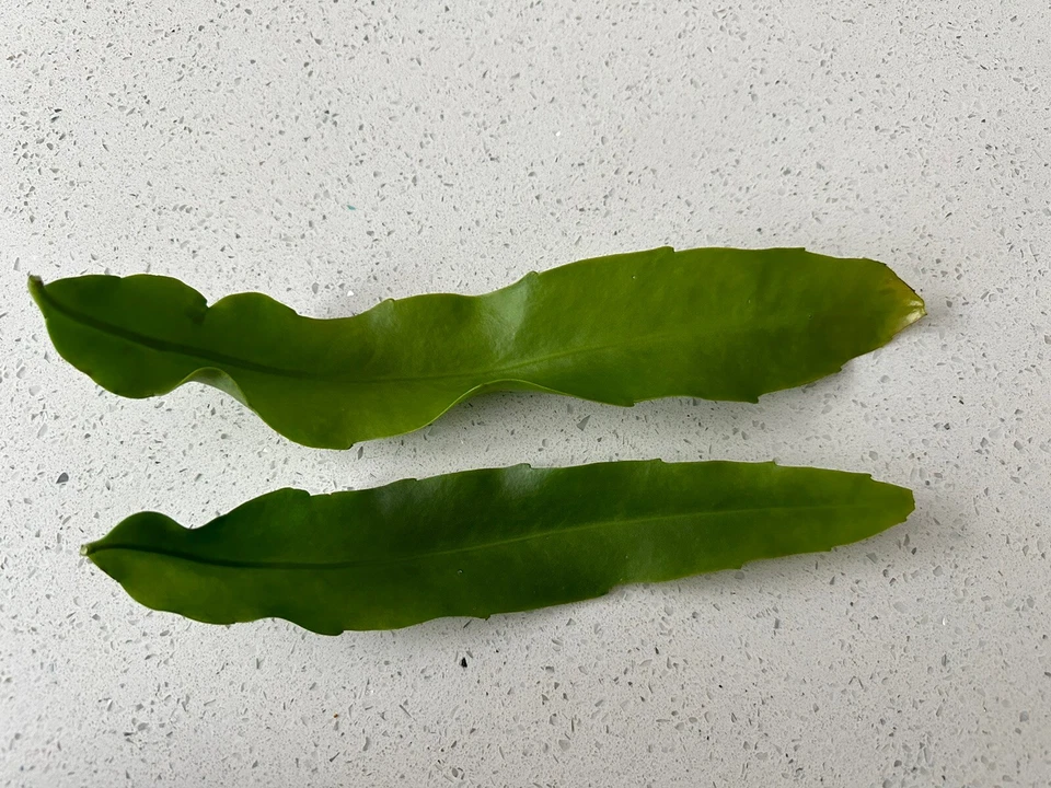 Queen of the Night Orchid Cactus Cutting for Planting – 6–12 Inch Unrooted Epiphyllum Oxypetalum