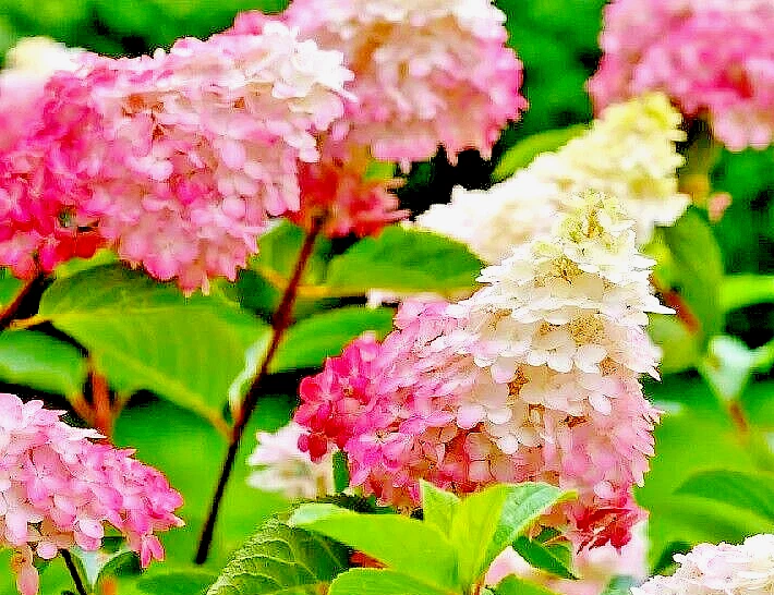 Vanilla Strawberry Hydrangea Cuttings – 20 Fresh Unrooted Cuttings, Hydrangea Paniculata for Propagation