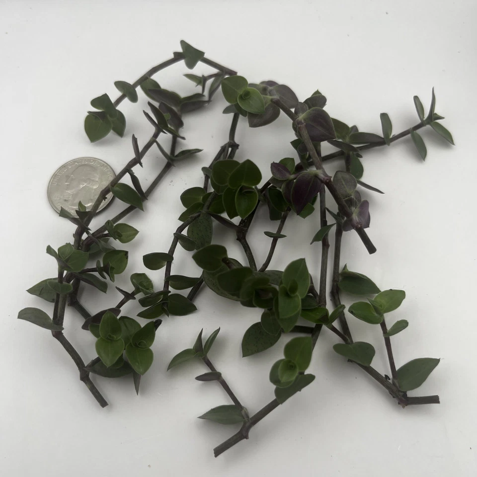 Turtle Vine Cuttings – 7 Live Unrooted Callisia Repens Stems, Creeping Inch Plant for Indoor Houseplant Propagation