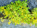 Creeping Sedum Cuttings – 49 Groundcover Perennial Starts, Mixed Sizes 1–5 Inches, Easy Rooting Carpet Succulent