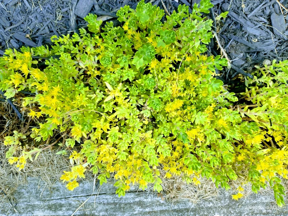 Creeping Sedum Cuttings – 49 Groundcover Perennial Starts, Mixed Sizes 1–5 Inches, Easy Rooting Carpet Succulent