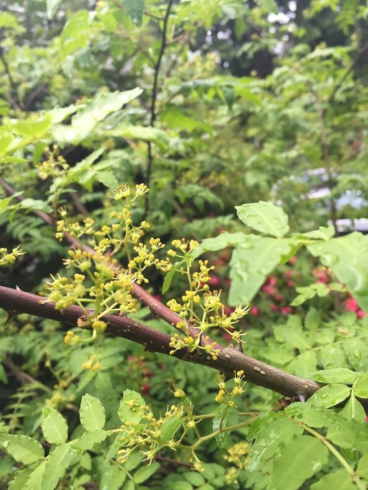 Sansho Japanese Pepper Tree Cuttings Zanthoxylum piperitum 4 Fresh Unrooted Branches for Propagation
