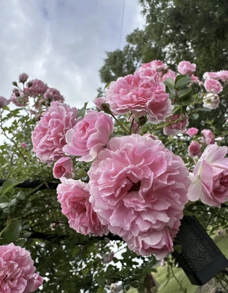 Pink Pine Rose Bush Rooted Cuttings – Live Heirloom Climbing Rose Plant, Rooted Rose Starter for Garden Planting