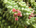 Donkey Tail Succulent Cutting – 4 Inch Sedum Morganianum Unrooted Hanging Succulent for Propagation
