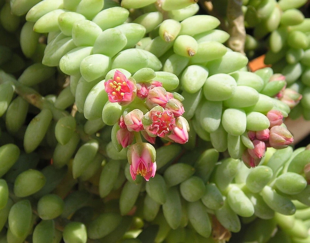Donkey Tail Succulent Cutting – 4 Inch Sedum Morganianum Unrooted Hanging Succulent for Propagation