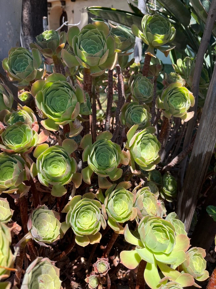 Fresh Cut Succulent Plants – 4 Live Cuttings for Rooting – Mixed Varieties Starter Set