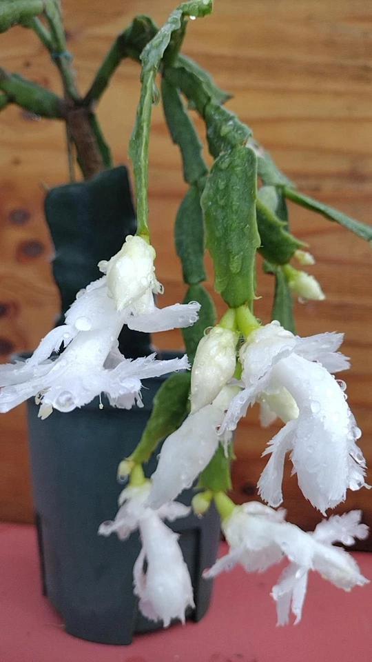White Flamenco Thanksgiving Christmas Cactus Cuttings, Unrooted Schlumbergera Segments