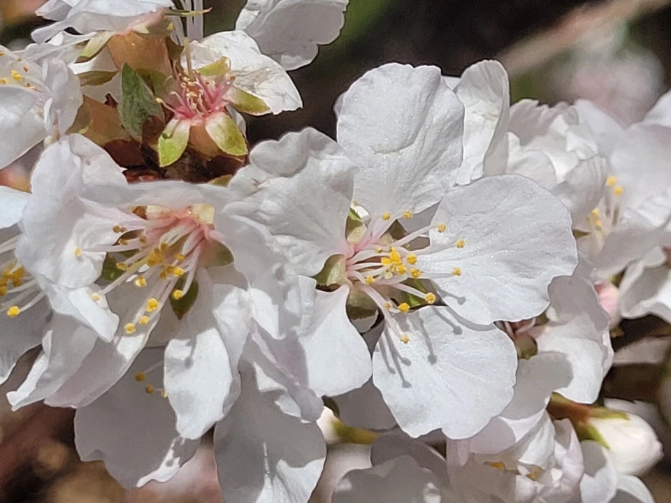 Dwarf Red Cherry Cuttings – 10 Unrooted Prunus Tomentosa Cuttings, Nanking Cherry Shrub for Propagation