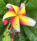 Plumeria Candy Stripe Live Cuttings 10–12 Inch Flowering Frangipani Plant Starters