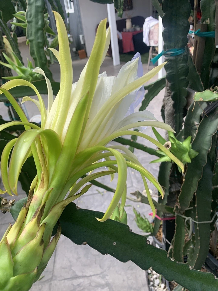 Dragon Fruit Cuttings – 7 Fresh Unrooted Cuttings 8–12 Inches, Pitaya Cactus for Propagation