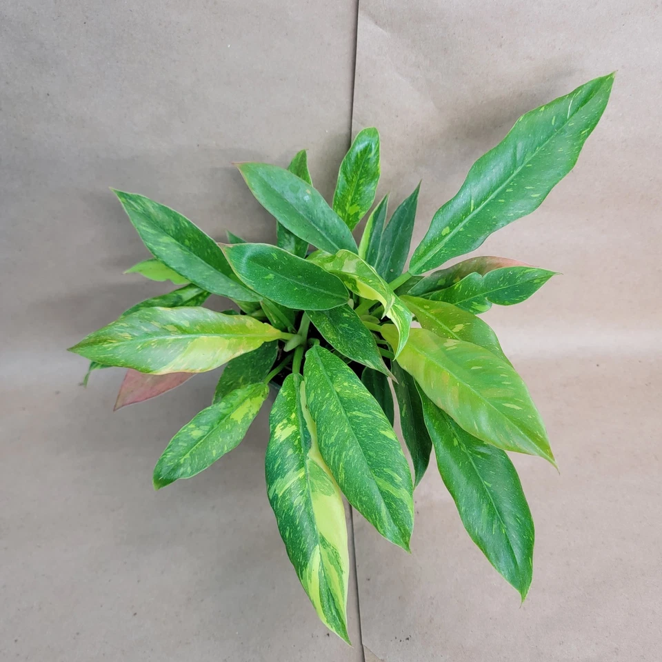 Philodendron Ring of Fire Variegated Live Plant – Tropical Aroid with Colorful Foliage, 6 Inch Potted Plant