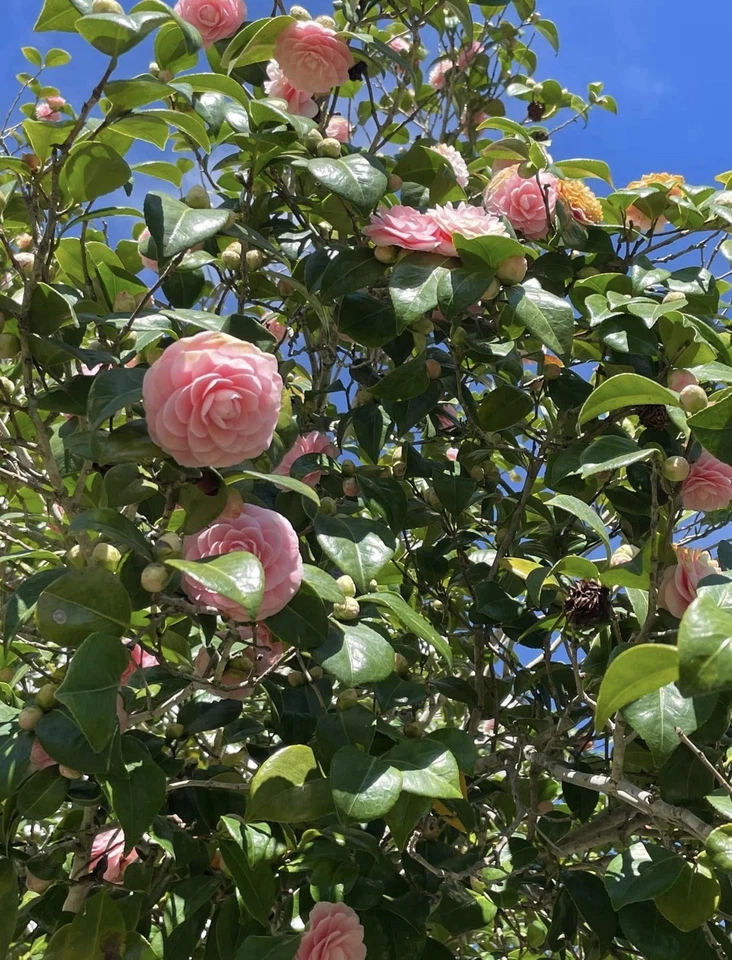 Camellia Japonica Cuttings – Fresh Pink and White Camellia Cuttings, 1 Each Live Branch for Propagation