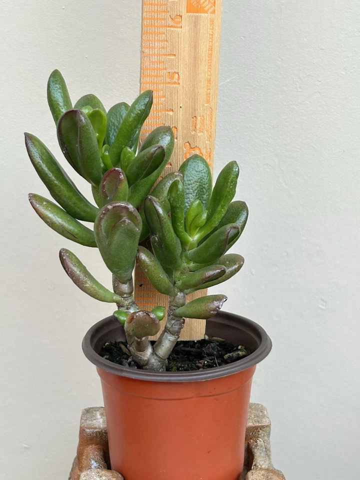 Ogre Ears Jade Plant Succulent Cuttings with Roots – Live Crassula ovata Gollum for Indoor Outdoor Growing