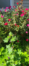 Rugosa Red Rose Robusta Cuttings – 10 Fresh Unrooted Rose Cuttings, 5–8 Inch Long for Propagation