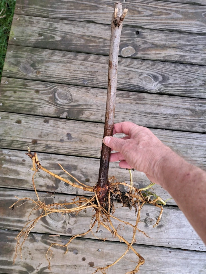 American Elderberry Live Rooted Plants, Sambucus canadensis Shrub Starter Set of 3 for Garden or Container