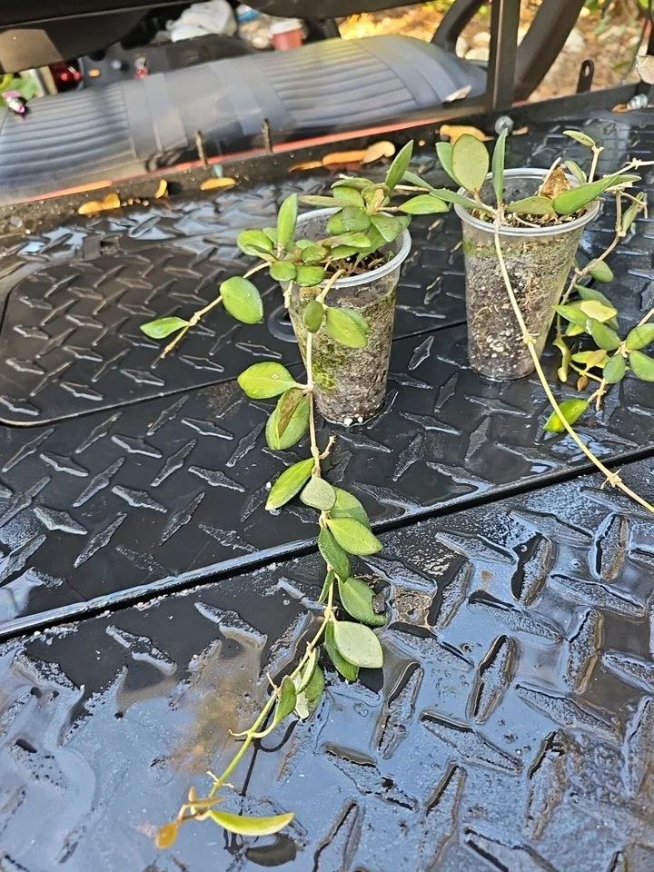 Hoya burtoniae Rooted Cutting – Wax Plant, Bare Root Shipped (Not DS-70 / Bilobata)