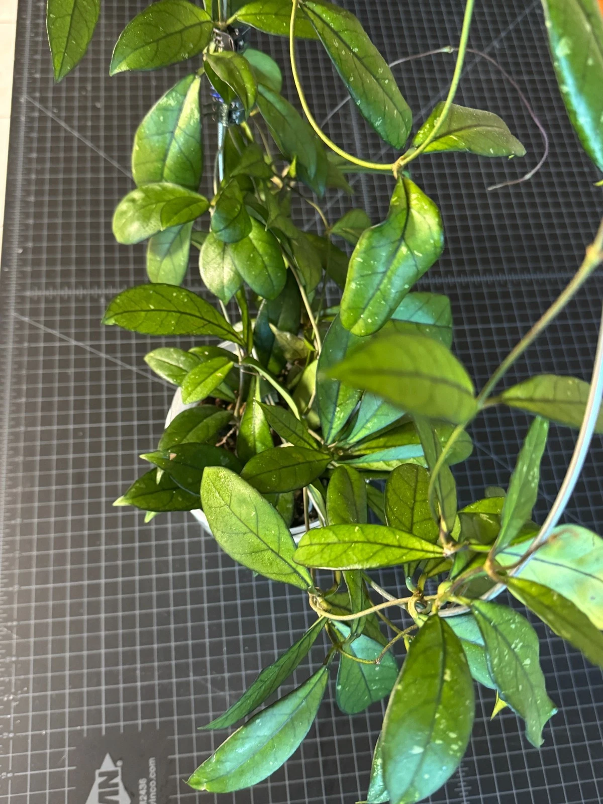 Hoya Crassipetiolata One Node Cutting, Rare Hoya Plant for Propagation Indoor Houseplant Starter