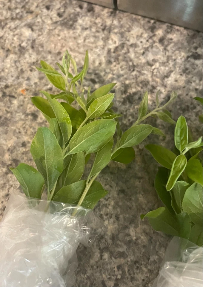 Bridal Wreath Spirea Cuttings – 10 Unrooted Shrub Stems for Rooting, Live Spiraea Starter Wood (No Roots)