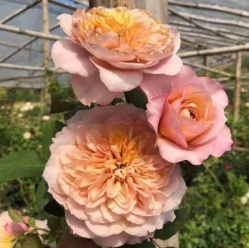 Miyabi Cha Rose Cuttings – 3 Fresh Unrooted Stems for Rooting or Grafting – Rare Garden Rose Variety