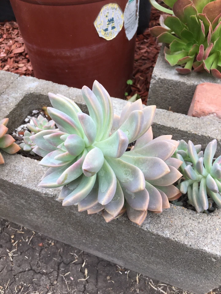 Ghost Plant Succulent Cutting for Planting – Unrooted Graptopetalum paraguayense Stem