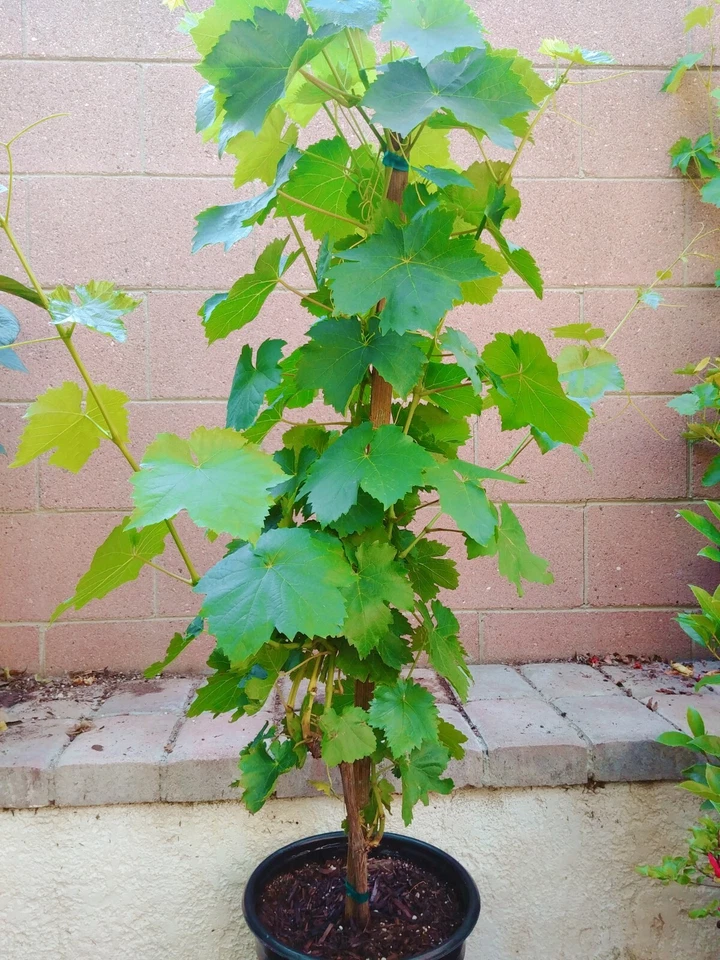 Red Flame Seedless Grape Vine for Planting – Live Vitis vinifera Fruit Vine Starter Plant