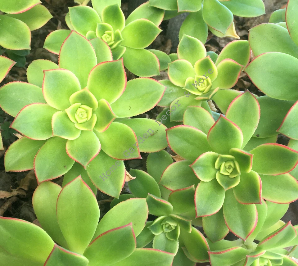 Aeonium Haworthii Kiwi Succulent Cuttings 3–5 Inch Rosettes 2 Pieces