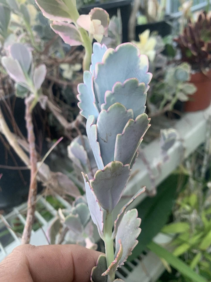 Kalanchoe fedtschenkoi ‘Lavender Scallops’ Cuttings – 3 Live Unrooted Succulent Stems for Propagation