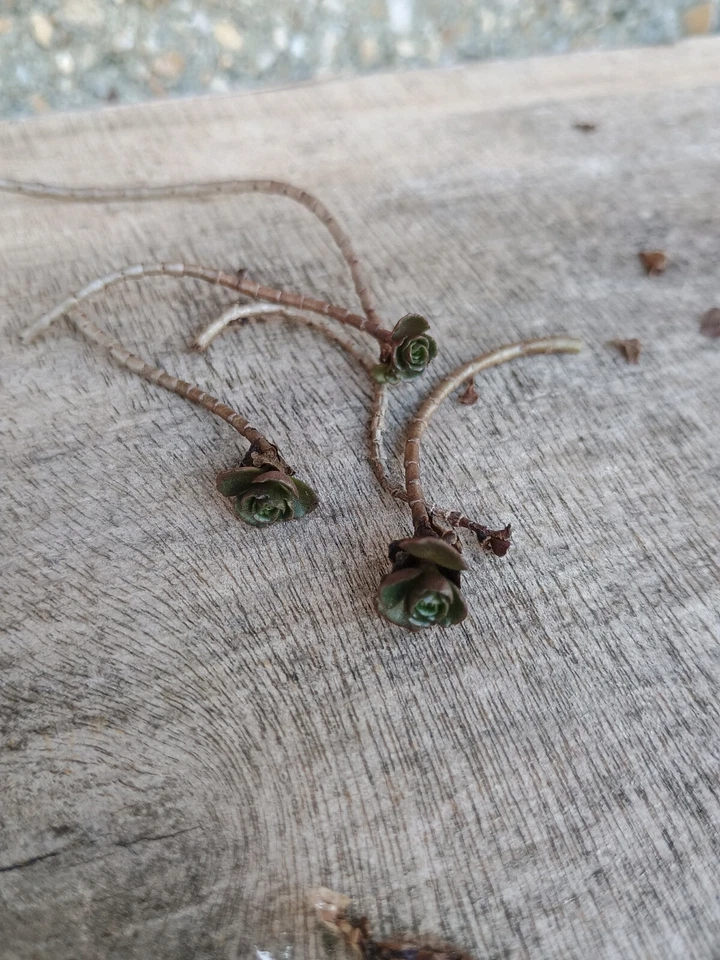 Phedimus Spurius Stonecrop Starter Cuttings – 6 Live Some Rooted Plants, Two Row Sedum Groundcover