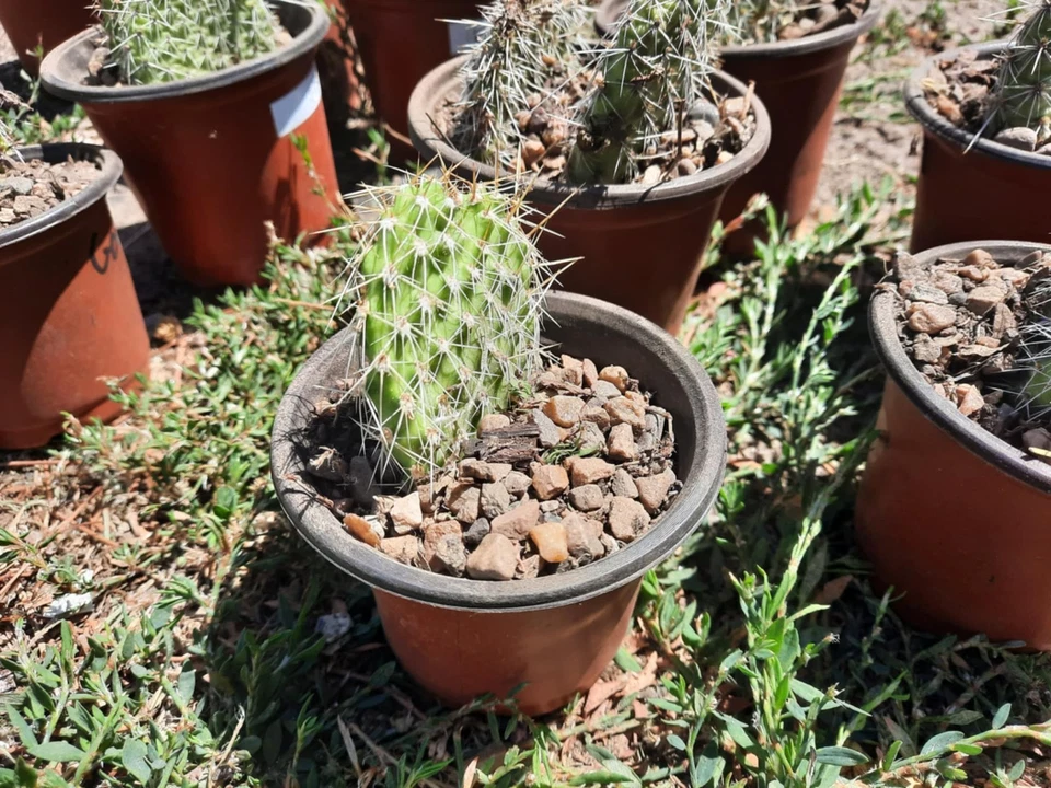 Opuntia Polyacantha Cactus for Planting – Cold Hardy Plains Prickly Pear, Unrooted Pad Cutting