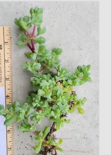 Pink Ice Plant Cuttings – 5 Oscularia Lampranthus Deltoides Stems for Rooting – Hardy Succulent Starter