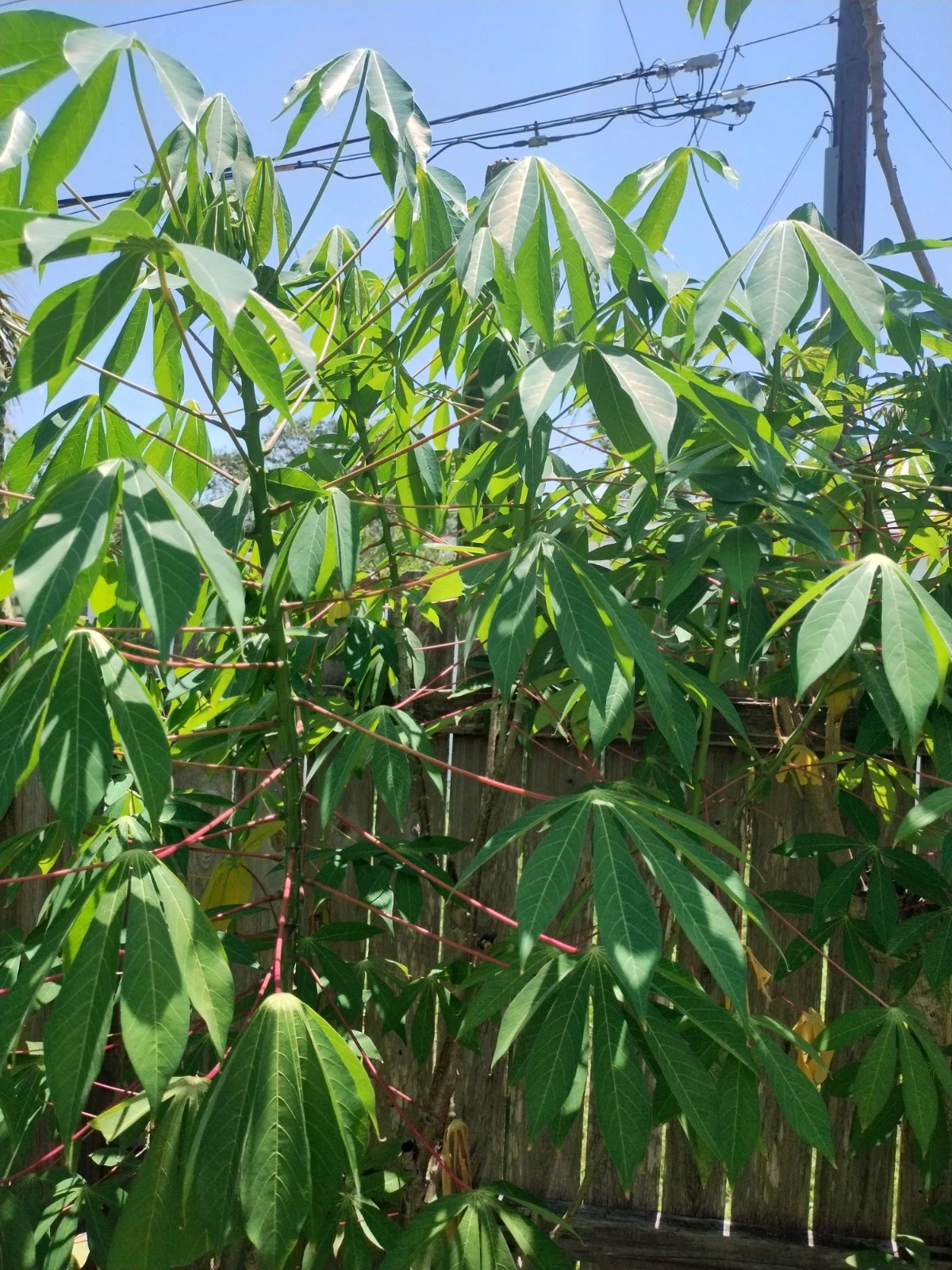 Red Cassava Cuttings – 15 Live Manihot Esculenta Cuttings, 5-8 Inch Yuca Stems for Planting