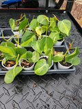 Philodendron Brasil – Variegated Hederaceum Cordatum, Rooted Live Plant, Easy Indoor Vine with Lime and Dark Green Leaves