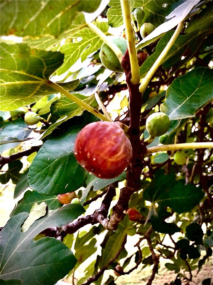 Brazos Bottom Red Fig Tree Cuttings – 3 Unrooted Pieces – Ficus carica Fruit Tree Starter