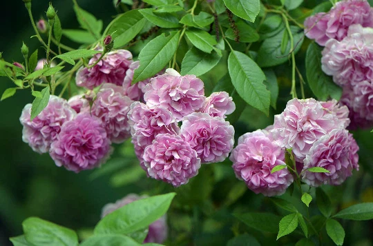 Seven Sisters Heirloom Pink Rose Bush Live Plant, Climbing Rambling Rose Starter with Color-Changing Blooms