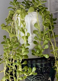 Trailing Weeping Creeping Jade Cutting – Senecio jacobsenii Succulent 3 Inch Unrooted Cutting