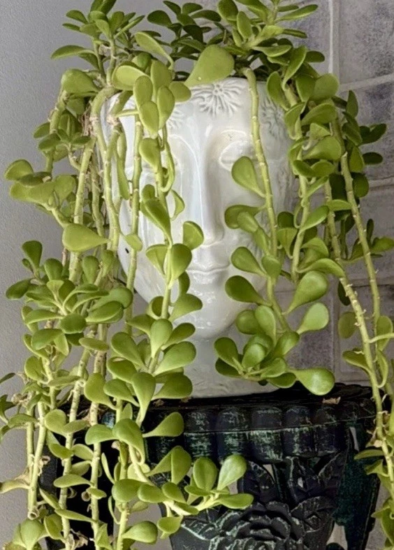 Trailing Weeping Creeping Jade Cutting – Senecio jacobsenii Succulent 3 Inch Unrooted Cutting