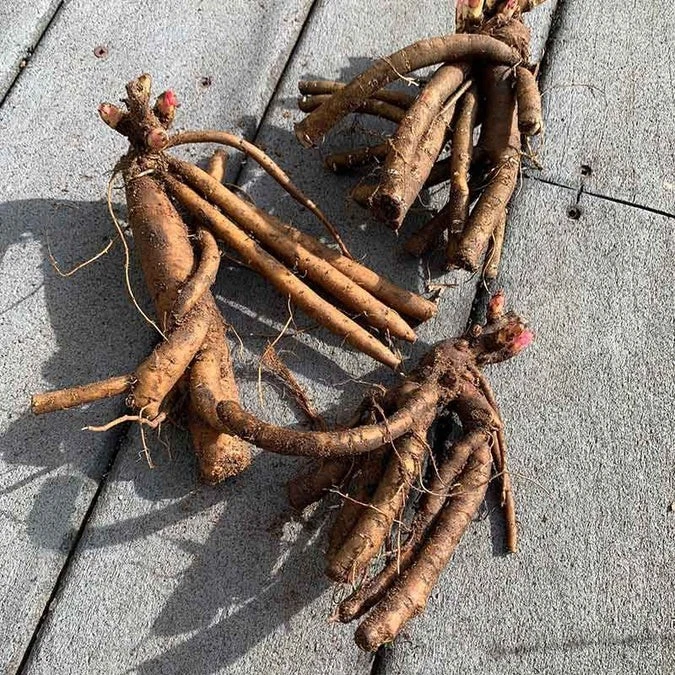 Peony ‘Duchesse de Nemours’ Bare Root – 1 Perennial Plant with 2–3 Eyes, Zones 3–9