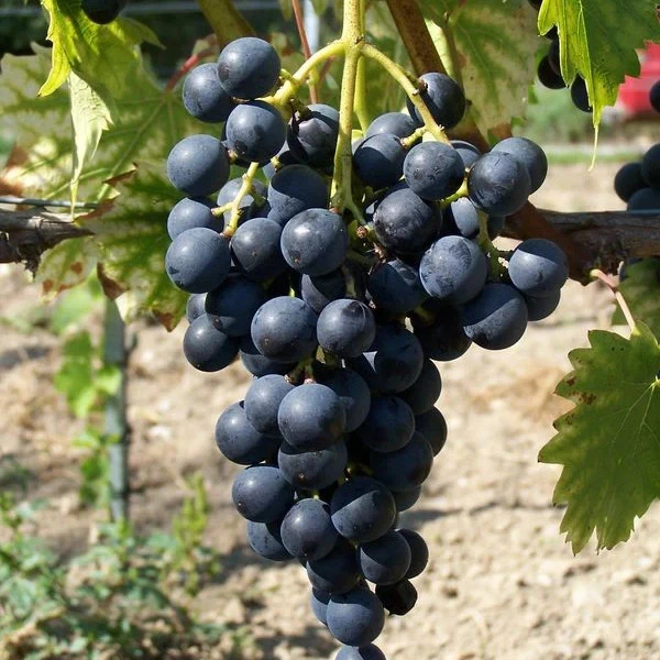 Muscat Bleu Grape Vine Cuttings – 5 Unrooted Vitis Vinifera Cuttings for Rooting or Grafting, Cold Hardy Grape