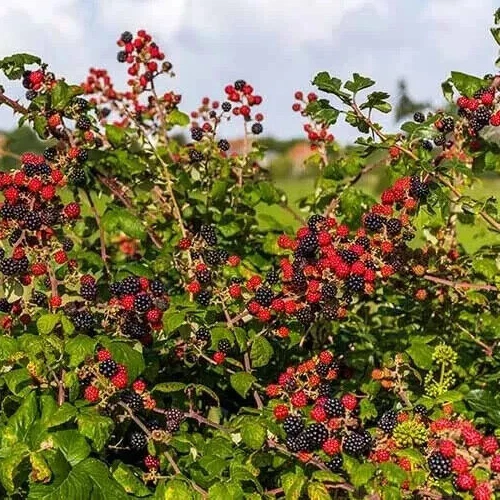 Blackberry Plant Cuttings – 3 Fresh Unrooted Rubus Cuttings for Planting and Propagation